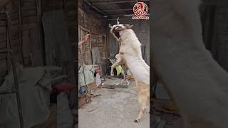 Sameer Bhai ke Personal Bakre. Goats. #shorts #tiktok #funnyvideo #viral  #trending #sheep #goats