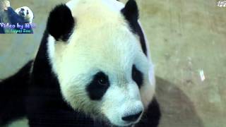 20150816團團台柱用超萌眼神會粉絲 The Giant Panda Tuan Tuan