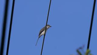 Ryukyu Minivet in Amami island Japan