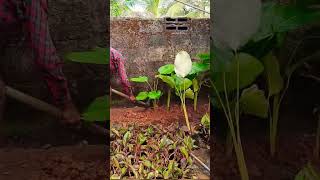 മതിൽ ചെടി കൊണ്ട് ഭംഗിയാക്കാം #trend #trending #shorts #shortvideo #short #viral #utube #tips #tip