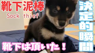 柴犬きいちゃん　靴下泥棒、現る！ Socks thief appears!　Puppy Shiba Inu