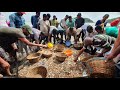 Net Fishing GOA INDIA for big Jumbo Tiger Prawns | Local Fishing Village in India |