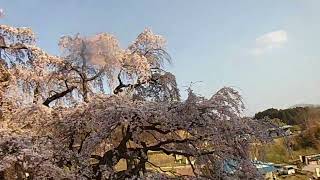 🌸福島県田村郡三春町🌸三春滝桜🌸天然記念物指定１００年記念🌸満開🌸　#桜　#三春滝桜#満開　#開運