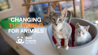 We're creating a better world through kindness to animals