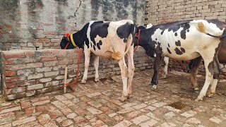 ਮੁੱਲ 35,00😱😱 7 ਵੱਛੀਆ ਵਿਕਾਉ 👌 Bawa dairy farm