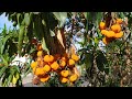 Arbutus canariensis - Endemic Strawberry Tree is the only Canary island fruit worth growing