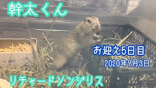 お迎え5日目。【リチャードソンジリスの幹太】