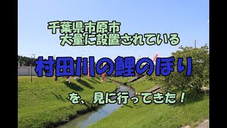 千葉県市原市　「村田川鯉のぼり」に、行ってきた！