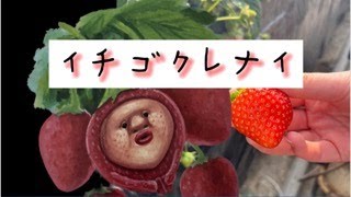 【親子で朗読】こびと入門編　イチゴクレナイ