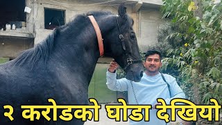 घोडाको फार्म जाँदा २ करोडको घोडा देख्ने मौका पाइयो Vlog-151