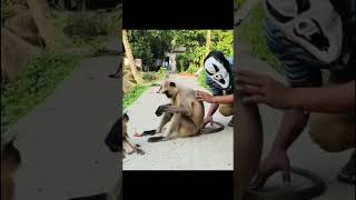 Prank Monkey #Moneky #prank