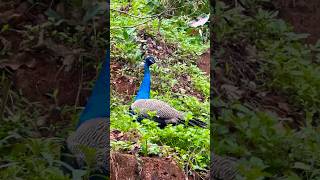 മയിൽ/വീട്ടിലെ സ്ഥിരം സന്ദർശകൻ/peacok\\peahen/birds/animals/home/visitor