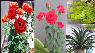 మా ఇంటి పెరటి చెట్లు Our House Garden in telugu