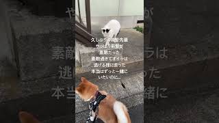 【突然の再会】柴犬むさしと前髪先輩#shorts#いぬ #柴犬#犬と猫#ドラマ