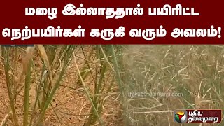 மழை இல்லாததால் பயிரிட்ட நெற்பயிர்கள் கருகி வரும் அவலம்! | #farmers  | PTT