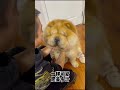 我家的猪狗可爱吗？ 萌宠 funny chowchow cute cutedog 搞笑