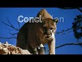 🦁🌎 panthera concolor the powerful world of pumas and cougars unveiled