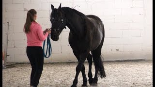 Academic Art of Riding clinic with Marius Schneider, Warsaw July 2016