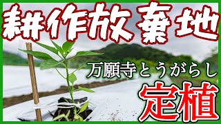 荒れた農地を開墾して万願寺とうがらしを植えてみた！