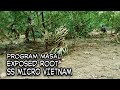 BAHAN BONSAI SAENG SIMBUR MICRO VIETNAM EXPOSE AKAR ‼EXPOSED ROOT