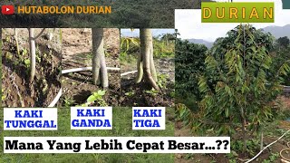 Perbedaan Pertumbuhan Durian Kaki Tiga, Kaki Ganda dan Kaki Tunggal || Kaki Tiga Lebih Cepat Besar