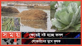 টানা বৃষ্টিতে ধান ও সবজিসহ রবিশস্যের ব্যাপক ক্ষতি | Agricultural News | BD News Update | Somoy TV