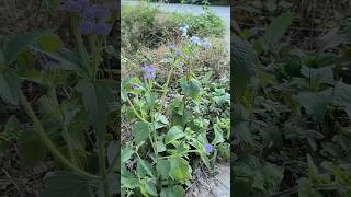 Enchanted by Elegant Wild Flower : Ageratum Flower #flowers #wildflowers #nature #shorts #trending