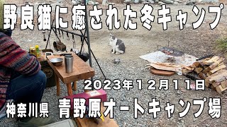 【ソロキャンプ】可愛い野良猫と遊んだ冬のソロキャン。in青野原オートキャンプ場