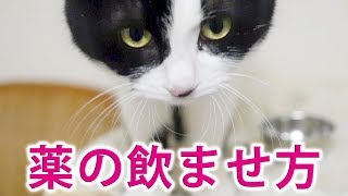 猫の薬の飲ませ方｢粉薬｣〜抗生物質を優しく飲ませる方法！【白黒猫 ハッチ】　How to Give a Cat Medication《2匹の猫通信/Cats Life TV》