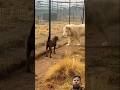 Nice bonding #lion #animals #cute #animallover #zoo #viralvideo #trending #ytshort