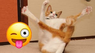 Funny Dogs And Cats Videos 2024 😅 - Best Funniest Animal Videos Of The week #505