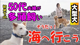 夫婦50代！大型犬を初めての多頭飼いで楽しさ倍増！これからわんこの多頭飼いにチャレンジしたい方必見です。