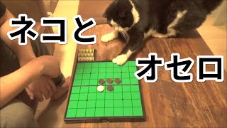 【わいわい】ねことオセロ【実写】