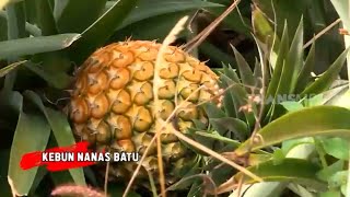 Luasnya Kebun Nanas Batu | RAGAM INDONESIA (03/12/20)