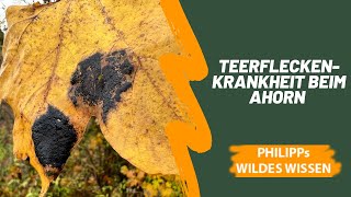 Schwarze Flecken auf Ahornblätter - Teerflecken-Krankheit