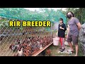 PWEDING GAYAHIN ANG SET UP | RIR BREEDER