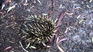 God's Spiny Anteater - The Australian Echidna