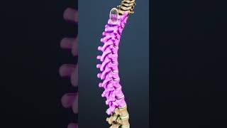 Where Do Spinal Compression Fractures Most Frequently Occur?