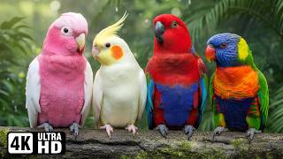 The Magical Parrots of Australia 🦜 🇦🇺 Relaxing Bird Sounds for Healing, Sleep & Stress Relief 🌿 Calm