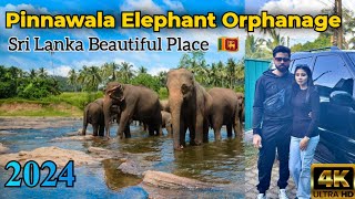 Pinnawala Elephant Orphanage | 