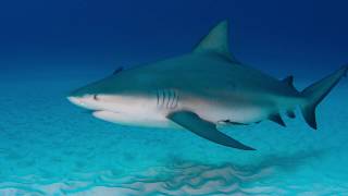 THIS SHARK USES PEE FOR WHAT? BULL SHARK