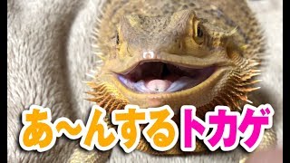 フトアゴヒゲトカゲ☆おちょこさんの定期検診 Bearded Dragon