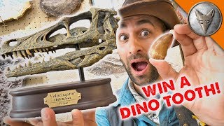Dinosaur Treasure! - WILL YOU WIN?