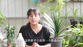 夏季养君子兰，简单几招让它不休眠，长得比别人的快