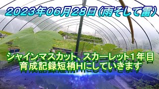 シャインマスカット、スカーレットの１年目短梢Ｈにしていきます