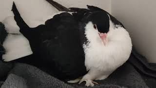 Angy Borb