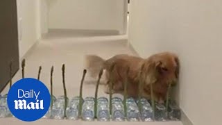 Hysterical little dog is scared to cross an asparagus fence