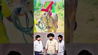 karambur Minnal rani🔥 funny video#eruthukattu2023 #jallikattu #bull #shortvideo #eruthukattu