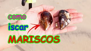 como iscar MARISCO DA PEDRA - os SARGOS não resistem!!!