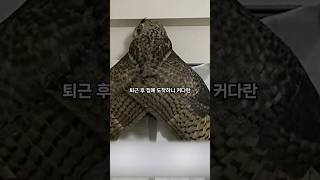 주인도 깜짝 놀랐다는 키우던 새의 정체